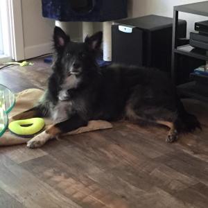 Teagan, a large fluffy black dog louging