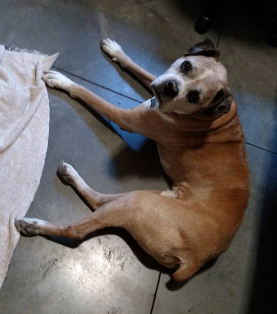 13466073_10210485923848577_318682156614899572_n