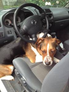 Echo, Professional Stunt Driver