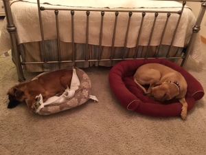 Chewy and Xena, Procrastination Committee Co-Chairs.