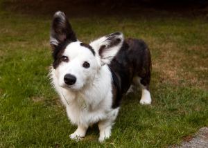 Zephyr, VCDL Acolyte