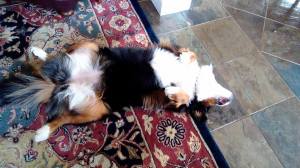 Leisl, Campion Rug Roller