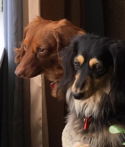 13511948_10207071102719555_1555833381774655473_n