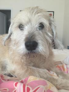 Winston, Get off His Lawn