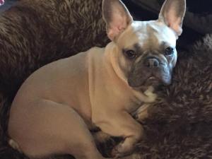 Blix, Combat Veteran.