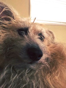 Spartacus, Founder, UPSTruck Hater Posse