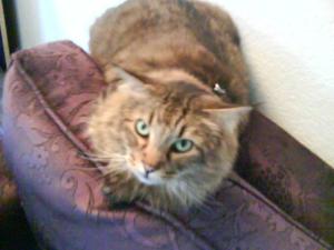 Tony, very fluffy cat.