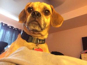 Simon, Neighborhood Canine Patrol