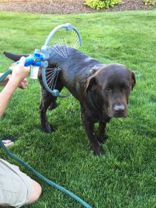 Chase, Tragically Over-Hydrated.