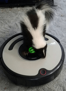 Clover, Strange Looking Dog