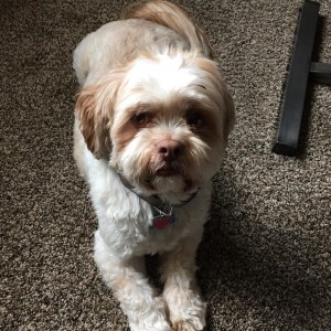 Whopper, Stalwart Supporter and Lifetime Member, VCLD