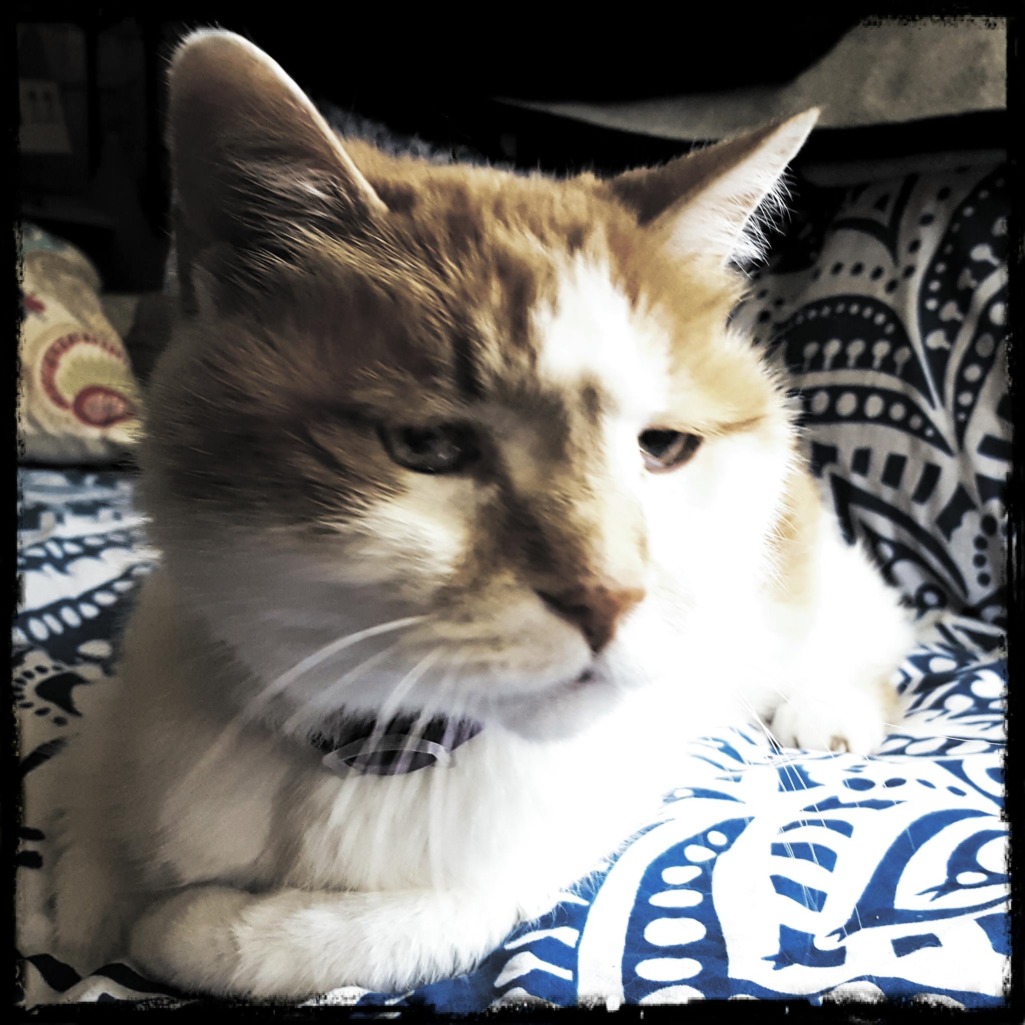 13668672_10154551635804411_4029721568549712558_o