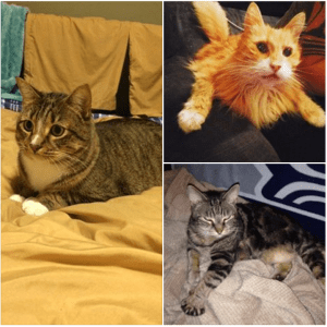 Bug, Zoe and Oliver, Cat-Trifecta