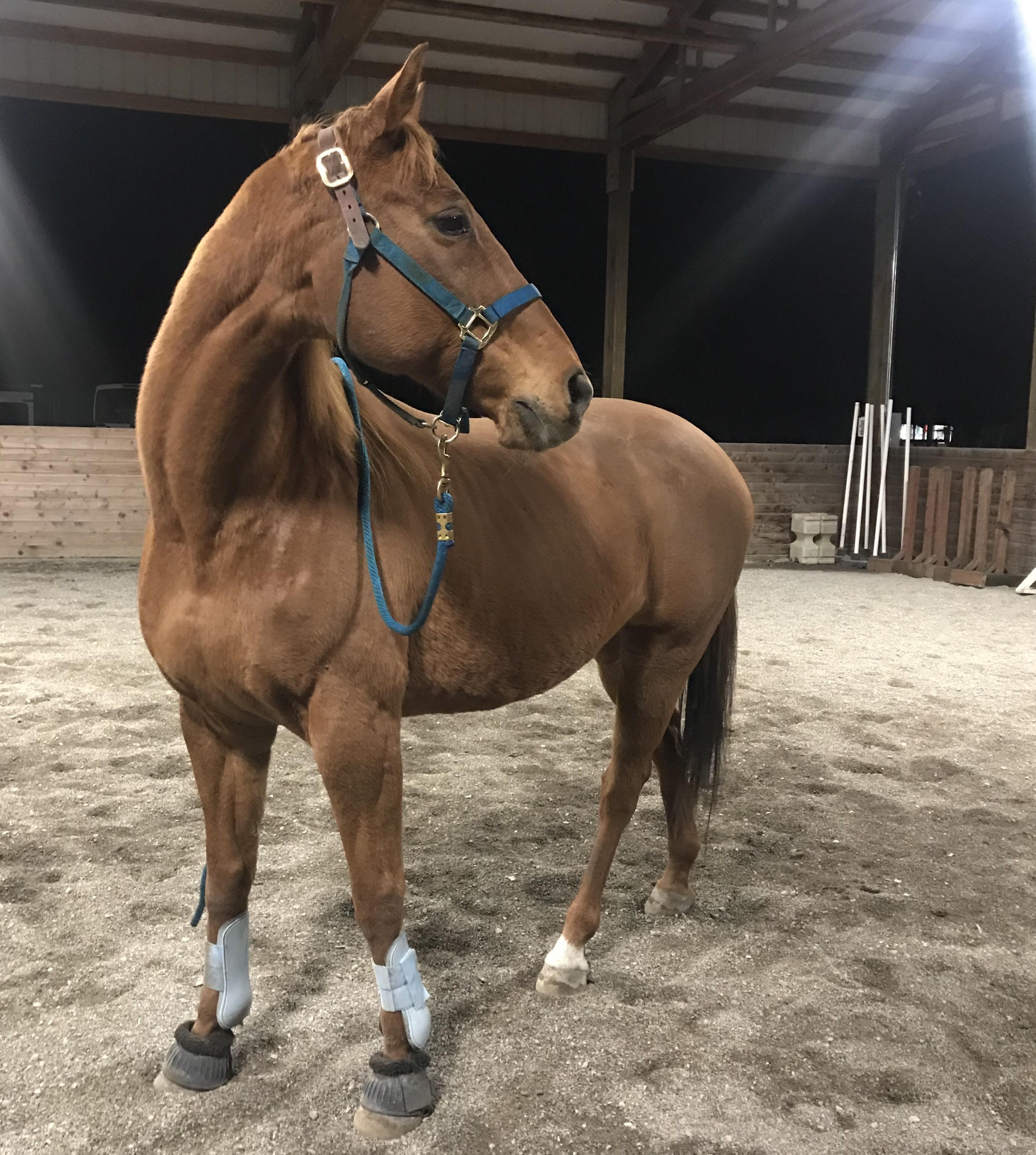 Jak, Thoroughly Annoyed