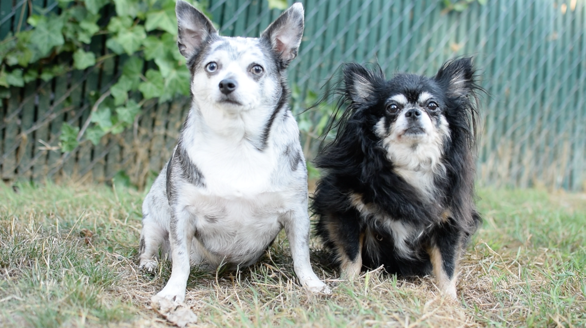 Duke and Duchess - VCDL crop.png