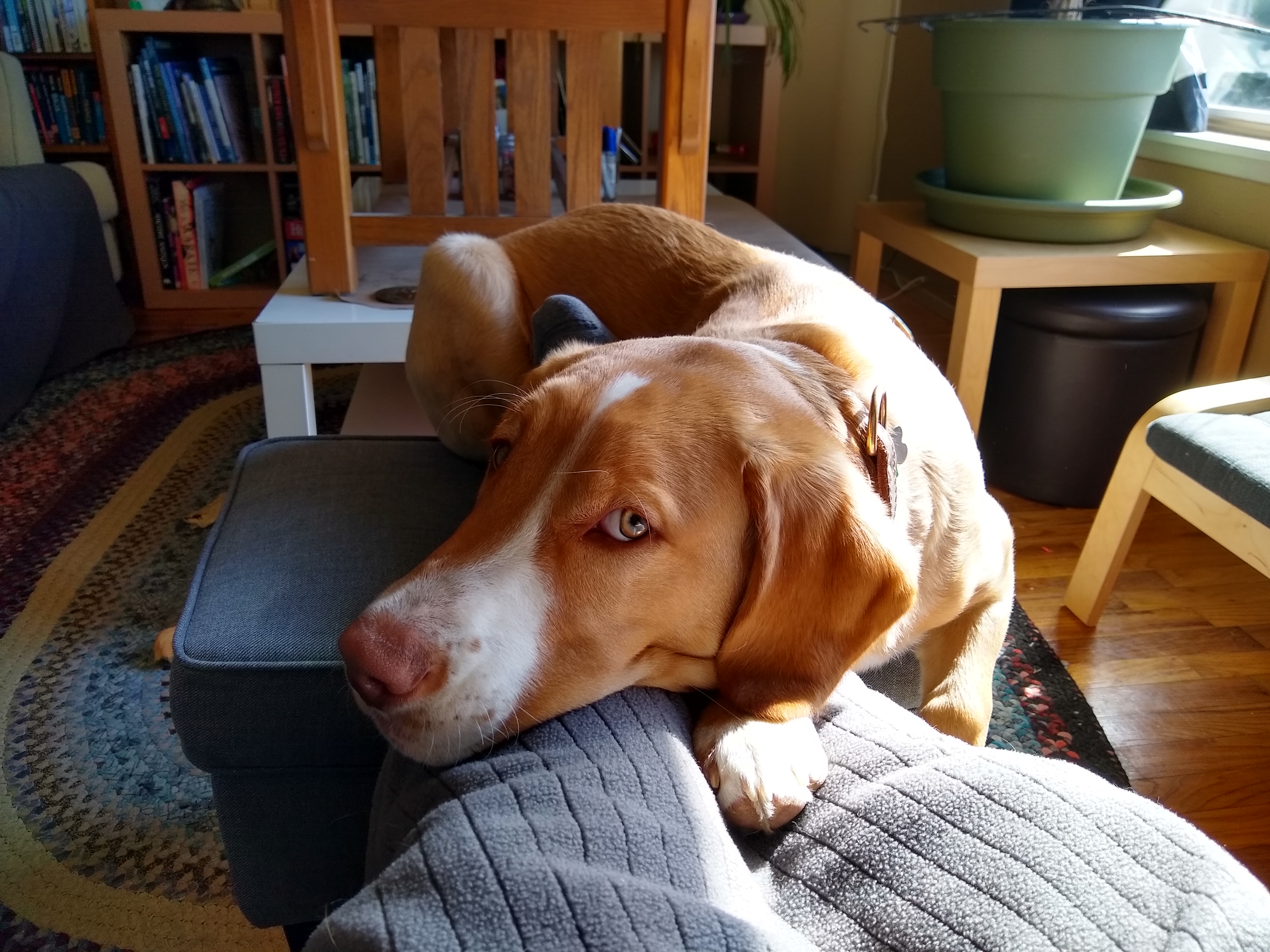 VCDL = Stuart the puppy 1